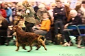 Crufts2011_2 049